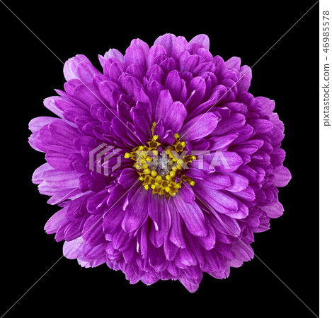 flower amethyst yellow isolated on  black 46985578