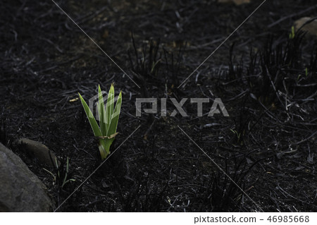 Emerging Star Lily Plant In Burnt Field 46985668