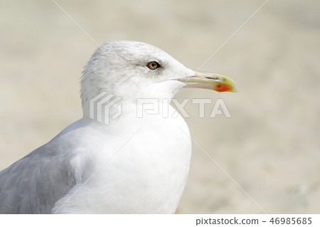 Seagull portrait against sea shore. Close up view of white bird seagull sitting by the beach Seagull portrait against sea shore. Close up view of white bird seagull sitting by the beach 46985685