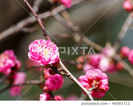 Kobai Kobai 46985711