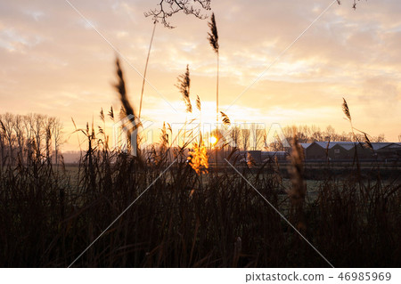 Selective soft focus dry grass, reeds, stalks blowing in the wind at golden sunset light, horizontal Selective soft focus dry grass, reeds, stalks blowing in the wind at golden sunset light, horizontal 46985969