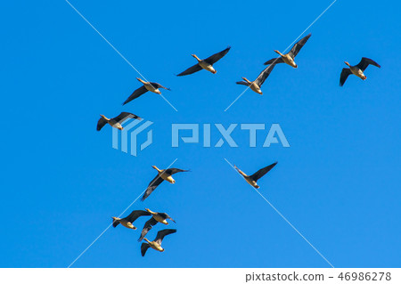 Mallard, Jungyang Swamp, Hapcheon, Gyeongnam Mallard, Jungyang Swamp, Hapcheon, Gyeongnam 46986278
