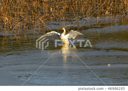 Goni, Jungyang Swamp, Hacchun County, Gyeongnam 46986285
