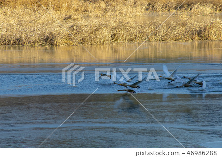 Goni,Jungyang Swamp,Hacchun County,Gyeongnam Goni,Jungyang Swamp,Hacchun County,Gyeongnam 46986288
