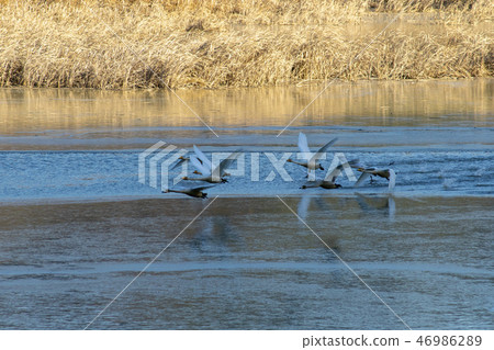 Goni,Jungyang Swamp,Hacchun County,Gyeongnam Goni,Jungyang Swamp,Hacchun County,Gyeongnam 46986289