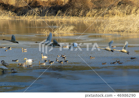 Goni,Jungyang Swamp,Hacchun County,Gyeongnam Goni,Jungyang Swamp,Hacchun County,Gyeongnam 46986290