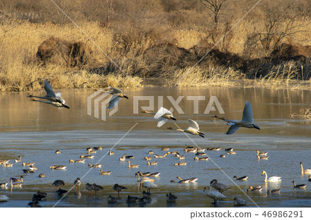 Goni,Jungyang Swamp,Hacchun County,Gyeongnam Goni,Jungyang Swamp,Hacchun County,Gyeongnam 46986291