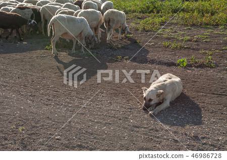 Sheepdog sleeping and sheep herd grazing 46986728