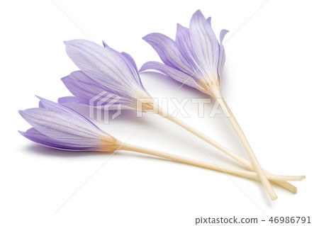 Crocus flowers on white background Crocus flowers on white background 46986791