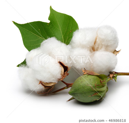 Cotton with leaves on white background 46986818