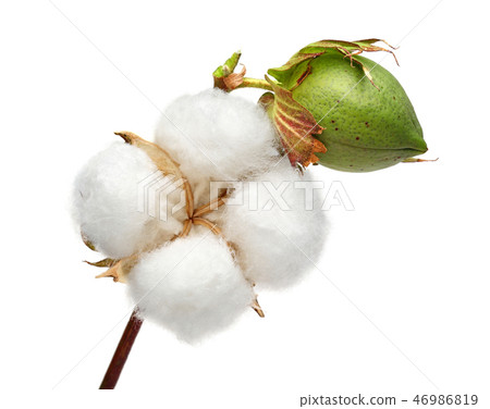 Cotton plant and green cotton boll 46986819