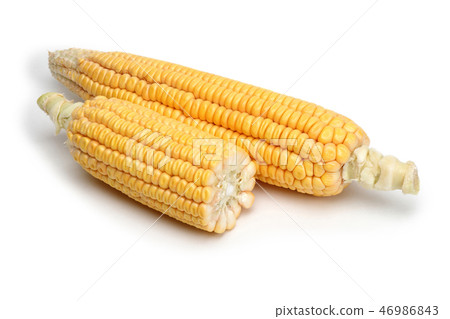 Fresh corn on white background 46986843