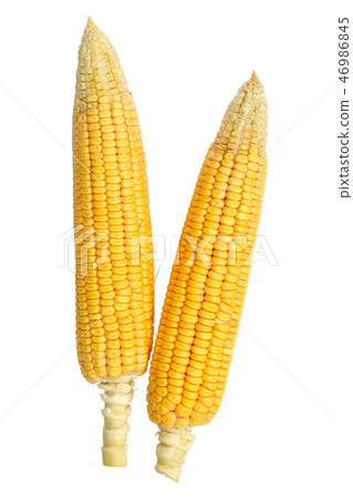Fresh corns on a white background Fresh corns on a white background 46986845
