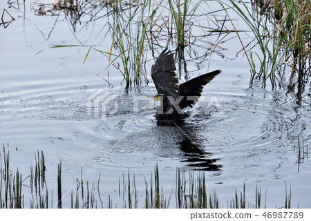 Miyakojima / wild birds in the marsh Miyakojima / wild birds in the marsh 46987789