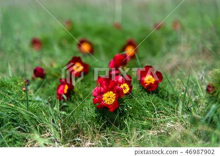 Wild peony thin-leaved (Paeonia tenuifolia) Wild peony thin-leaved (Paeonia tenuifolia) 46987902