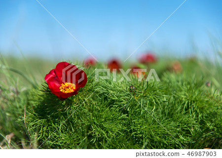 Wild peony thin-leaved (Paeonia tenuifolia) Wild peony thin-leaved (Paeonia tenuifolia) 46987903