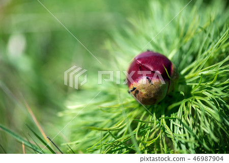 Wild peony thin-leaved (Paeonia tenuifolia) Wild peony thin-leaved (Paeonia tenuifolia) 46987904