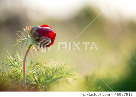 Wild peony thin-leaved (Paeonia tenuifolia) Wild peony thin-leaved (Paeonia tenuifolia) 46987911