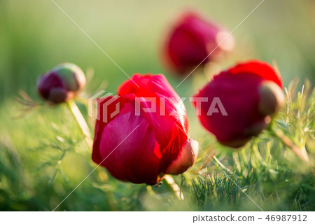 Wild peony thin-leaved (Paeonia tenuifolia) Wild peony thin-leaved (Paeonia tenuifolia) 46987912
