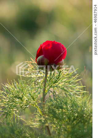 Wild peony thin-leaved (Paeonia tenuifolia) 46987914