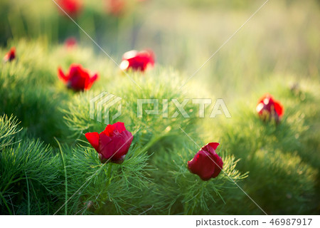Wild peony thin-leaved (Paeonia tenuifolia) Wild peony thin-leaved (Paeonia tenuifolia) 46987917