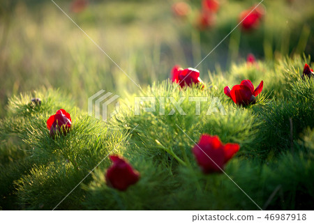 Wild peony thin-leaved (Paeonia tenuifolia) 46987918