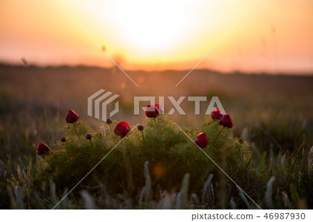 Wild peony thin-leaved (Paeonia tenuifolia) Wild peony thin-leaved (Paeonia tenuifolia) 46987930