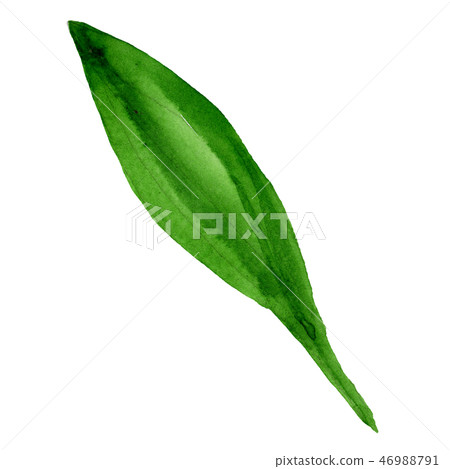 Green leaf loral botanical flower. Watercolor background illustration set. Isolated leaf Green leaf loral botanical flower. Watercolor background illustration set. Isolated leaf 46988791