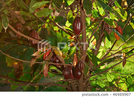 Cocoa red pods Cocoa red pods 46989907
