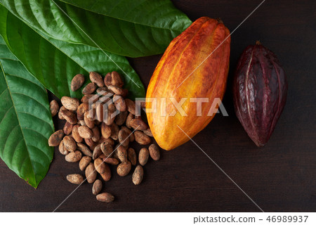 Fresh cocoa harvest theme 46989937