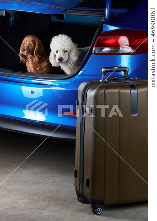 Travelling dogs friends 46990061