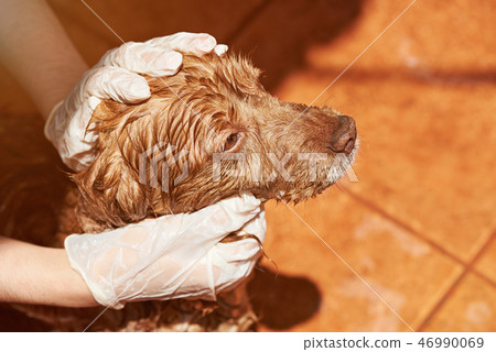 Cleaning dog from flea 46990069