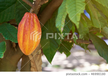 Organic food theme Organic food theme 46990180