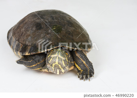 Slowly walking turtle Slowly walking turtle 46990220