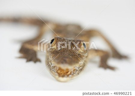Baby of alligator 46990221