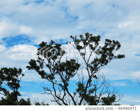 風景大自然 46990471