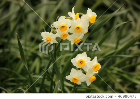 我遇到最佳時間的Gongendo公園的水仙（1） 46990475