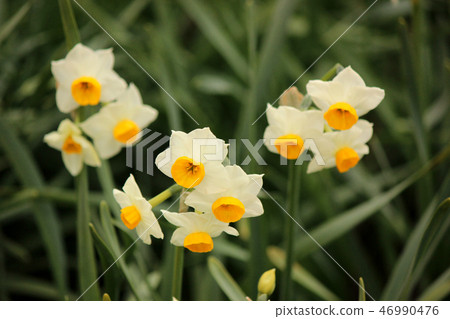 到達最佳時間的Gongendo公園的水仙（2） 46990476