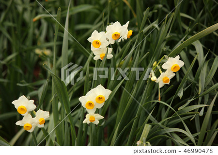 Narcissus of Gongendo Park where the best time was reached 46990478