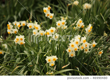 Narcissus of Gongendo Park where the best time was reached (6) 46990480