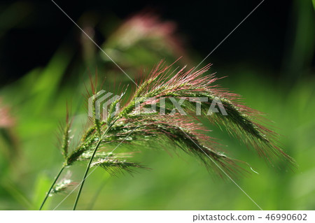 自然植物品種barnyardgrass和稗草。因為它擁擠在苔蘚等，它被認為是有害的雜草 46990602