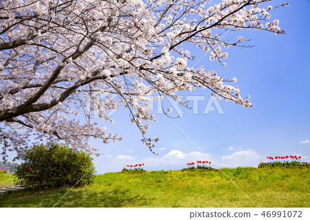 Mt. Fuji and cherry blossoms in full bloom 46991072