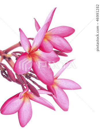 leelawadee flowers 46991282