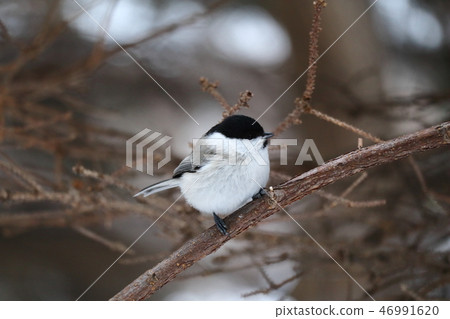 Hashibetogara perching on a tree branch Hashibetogara perching on a tree branch 46991620