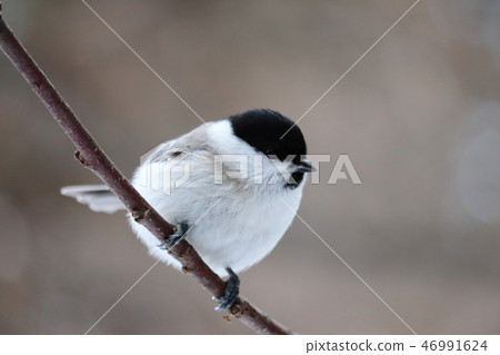 Hashibetogara perching on a tree branch Hashibetogara perching on a tree branch 46991624