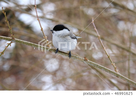 Hashibetogara perching on a tree branch Hashibetogara perching on a tree branch 46991625