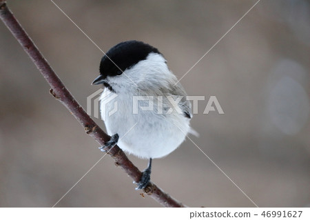 Hashibetogara perching on a tree branch Hashibetogara perching on a tree branch 46991627