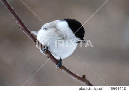 Hashibetogara perching on a tree branch 46991628