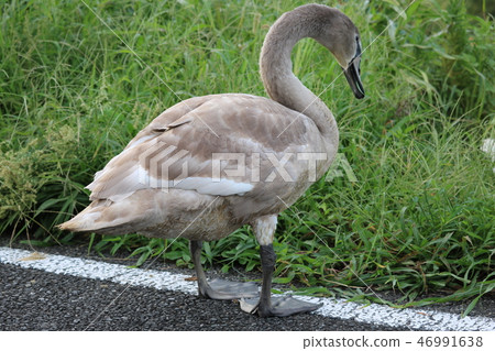 Brown swan 46991638