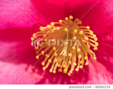 Sasanqua flowers Sasanqua flowers 46992210